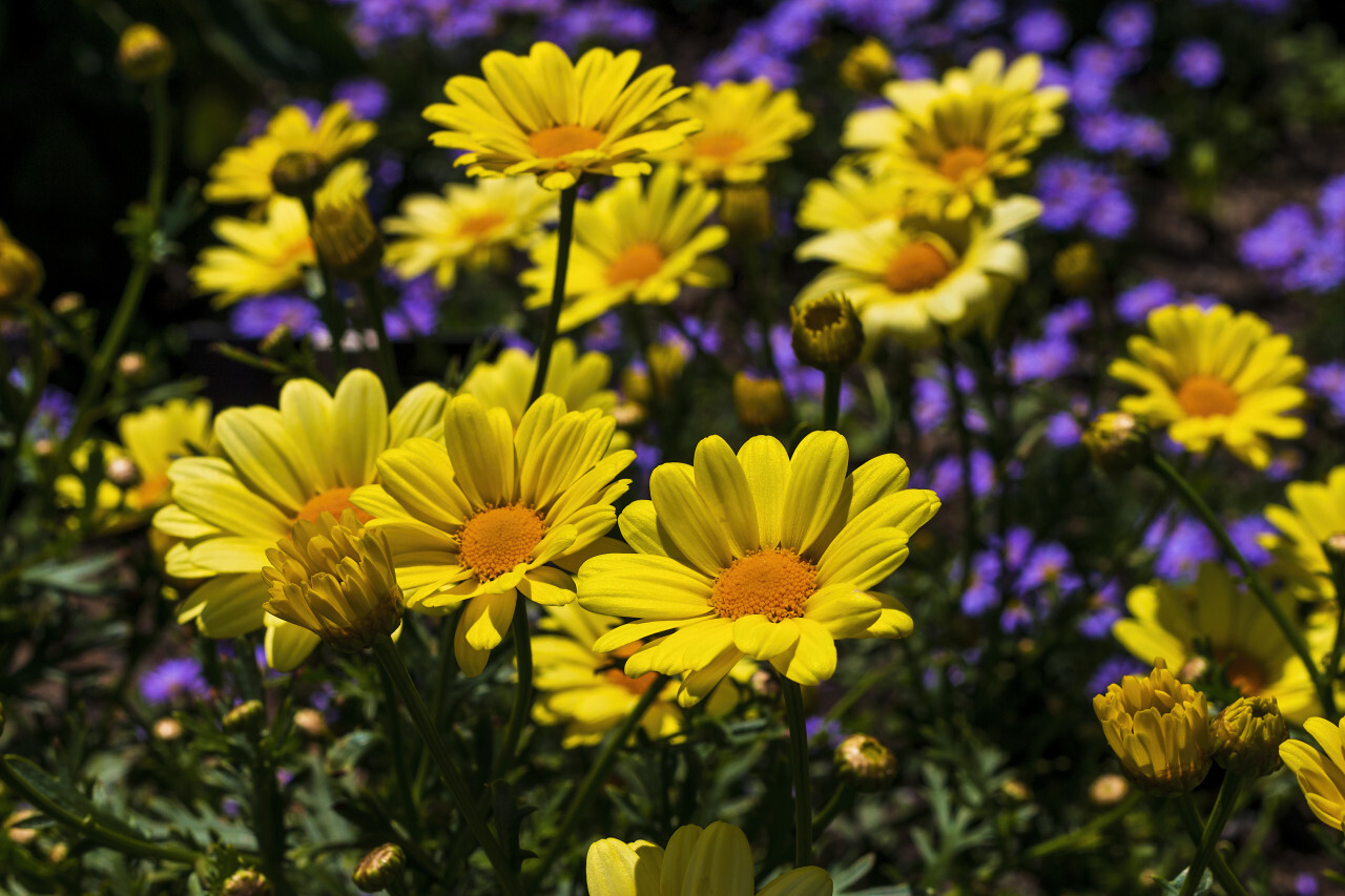 yellow argyranthemum flower in a garden