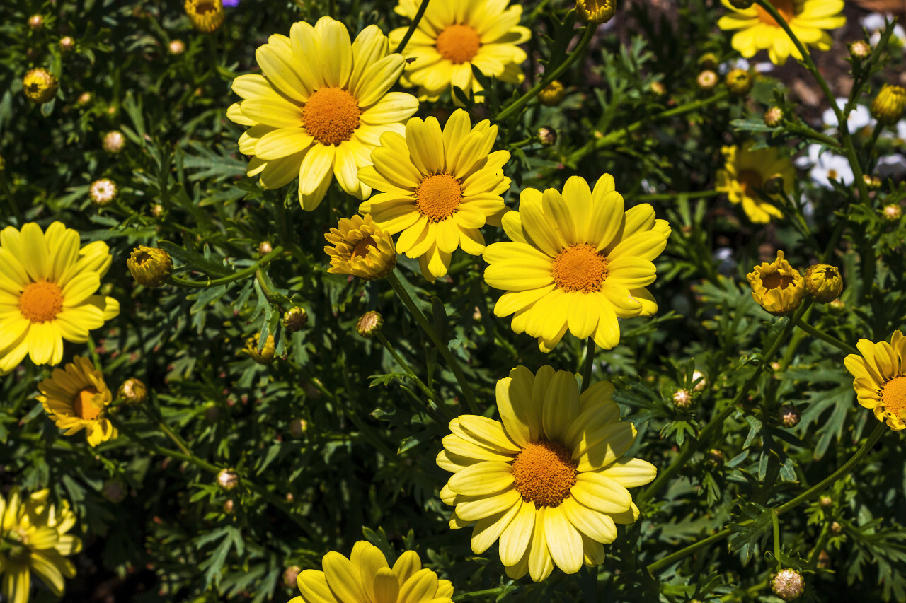 yellow argyranthemum