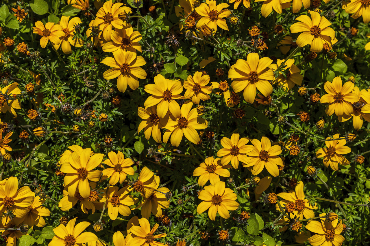 yellow bidens - beautiful summer flower background