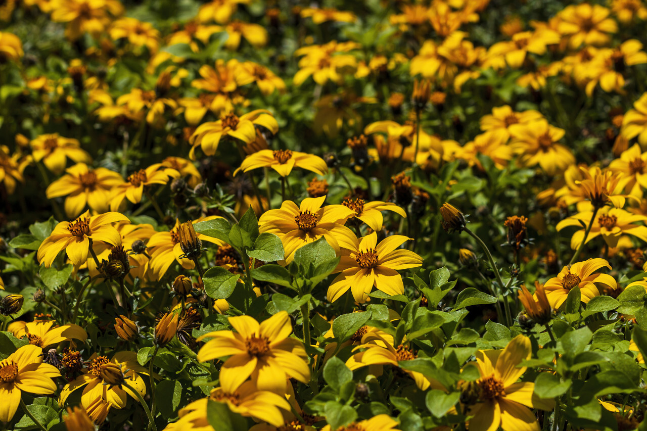 yellow bidens - beautiful summer flower background