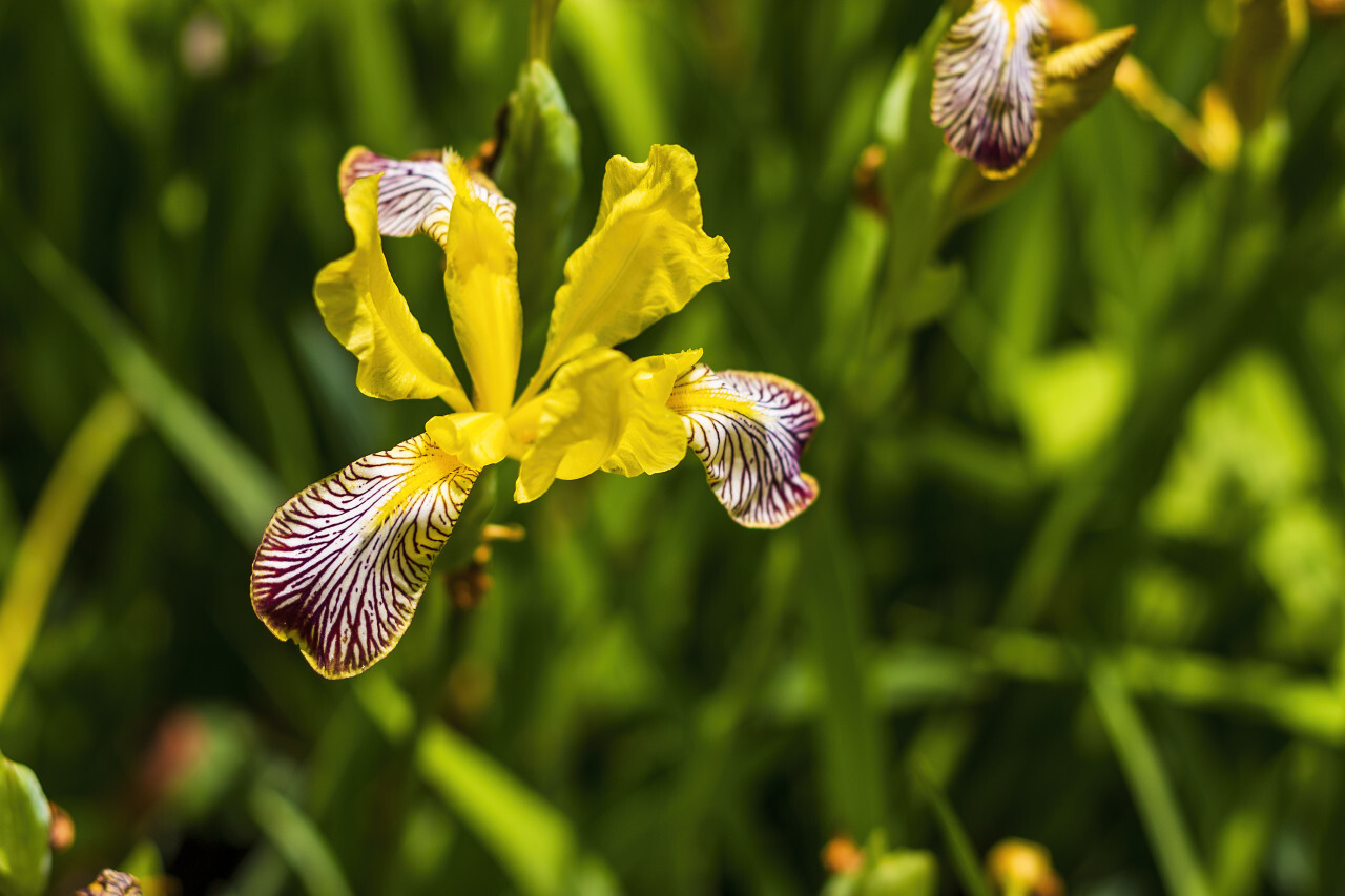 Yellow iris flower with blurred natural background, close-up