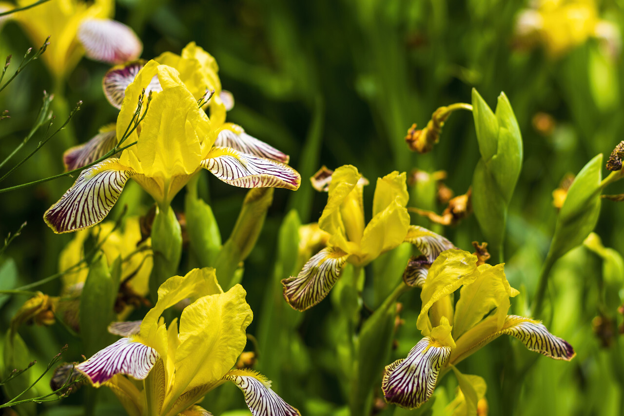 Yellow iris flower with blurred natural background, close-up