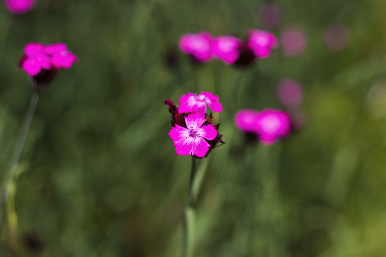 Carthusian Pink (Dianthus carthusianorum)