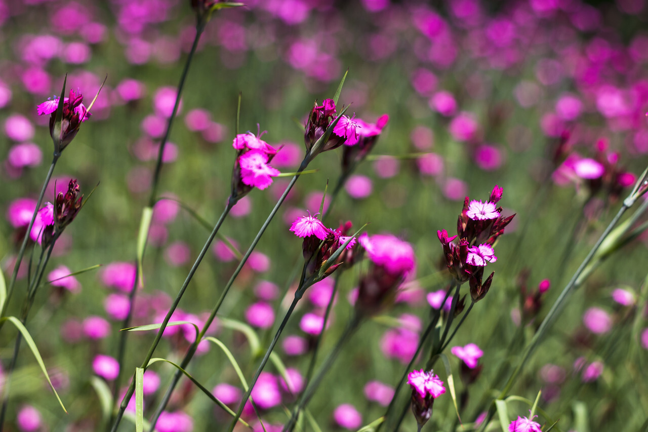 Carthusian Pink (Dianthus carthusianorum)