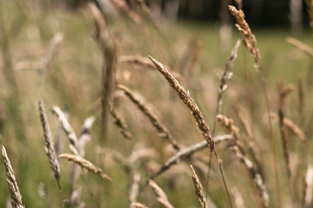 Wild grass meadow