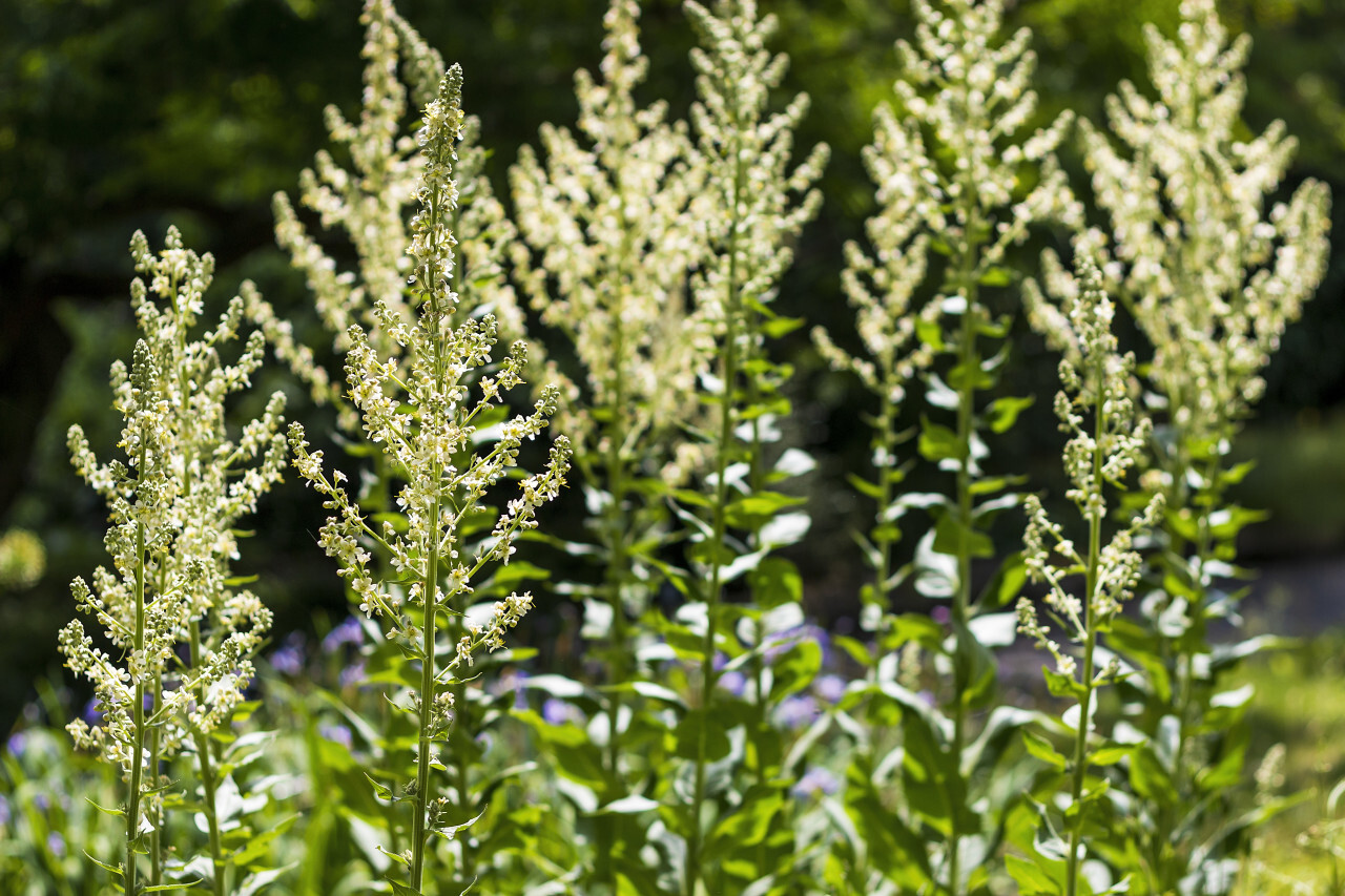 Steppenkerzen Eremurus himalaicus flowers in the garden