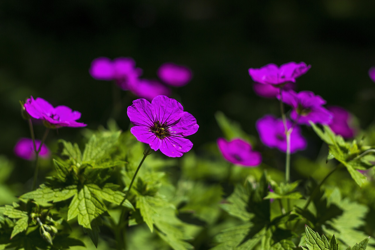 Geranium sanguineum known as bloody crane's-bill or bloody geranium