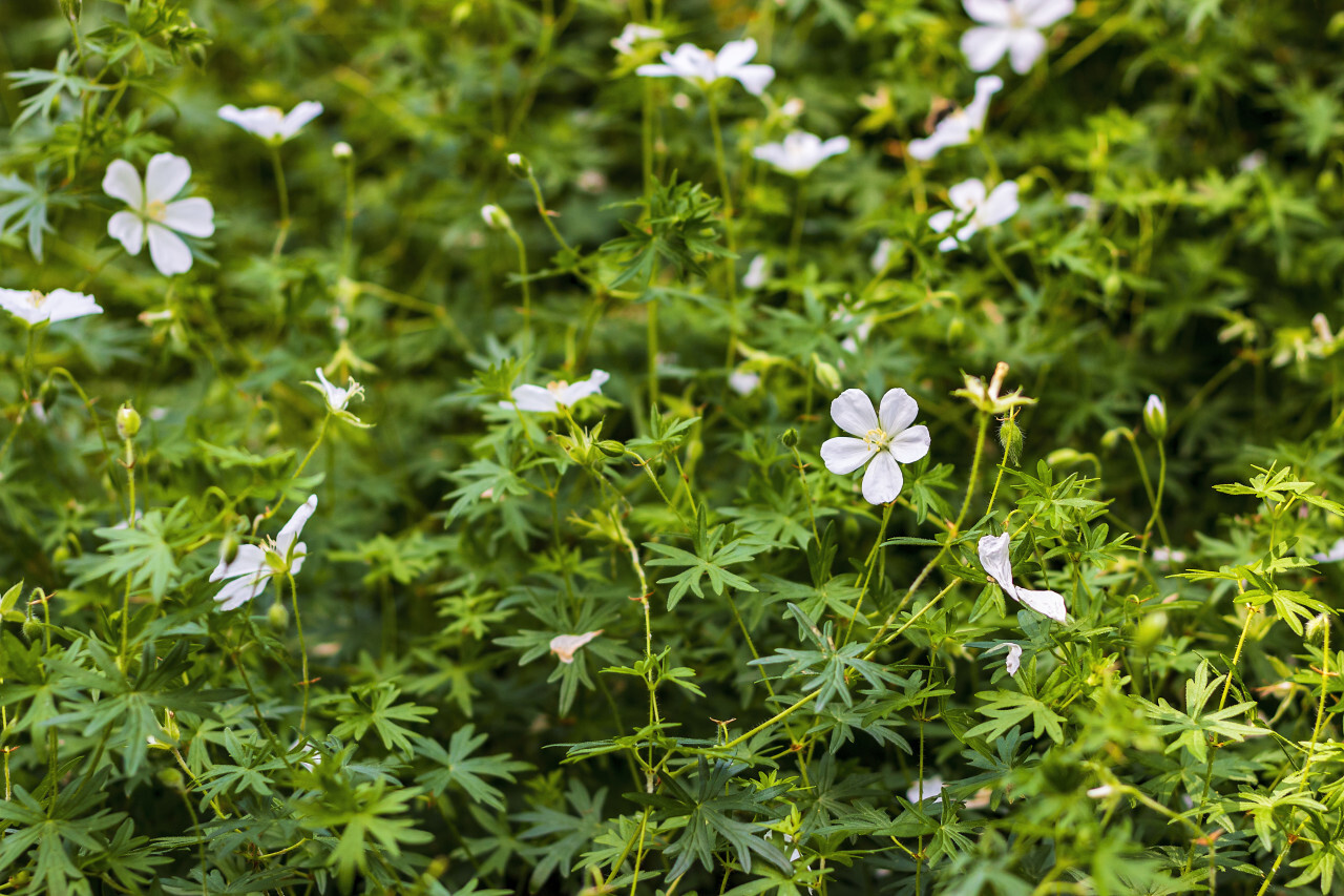 Geranium sanguineum Album (Schnee Storchschnabel)