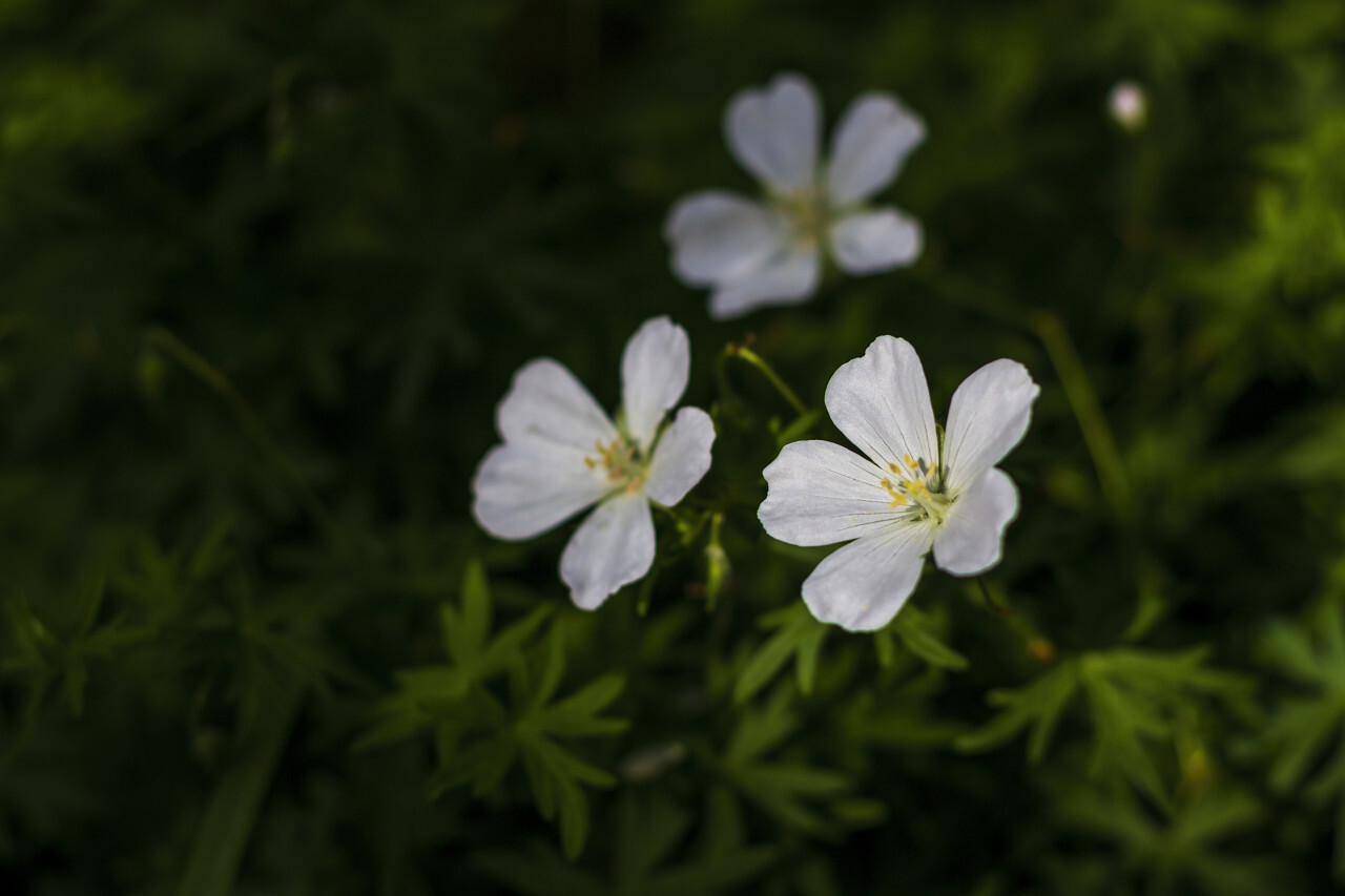 Geranium sanguineum Album (Schnee Storchschnabel)