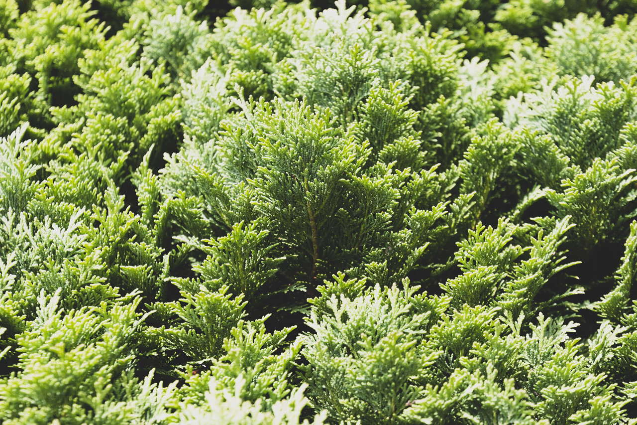 Close-up view of beautiful green juniper branches