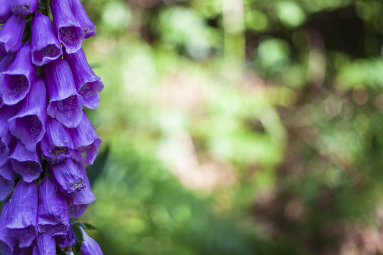 purple foxglove