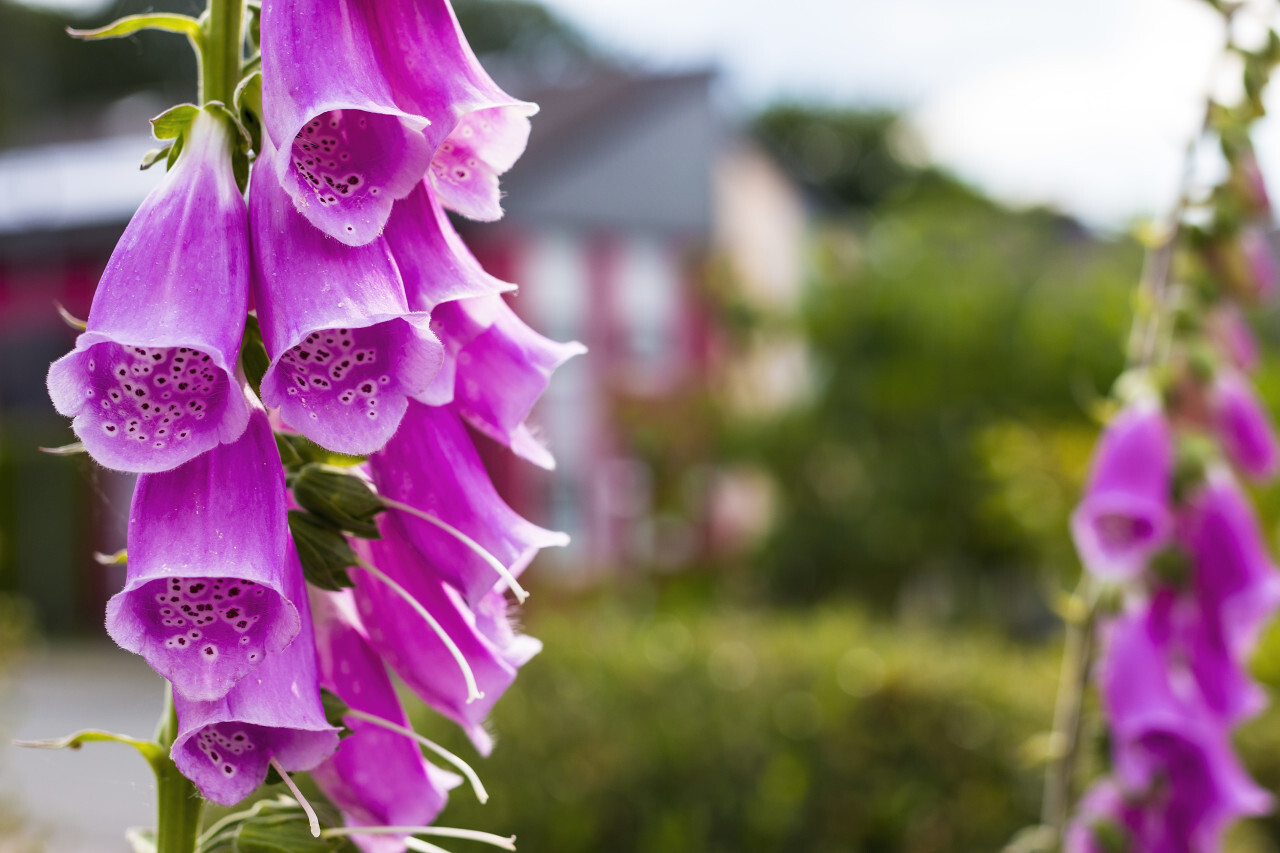 beautiful foxglove in the garden