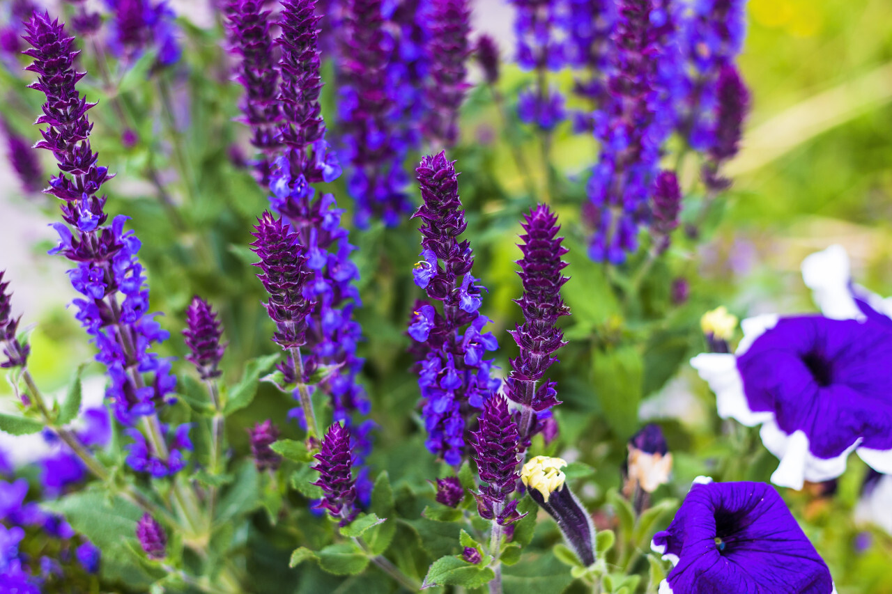 lavender blooming in summer