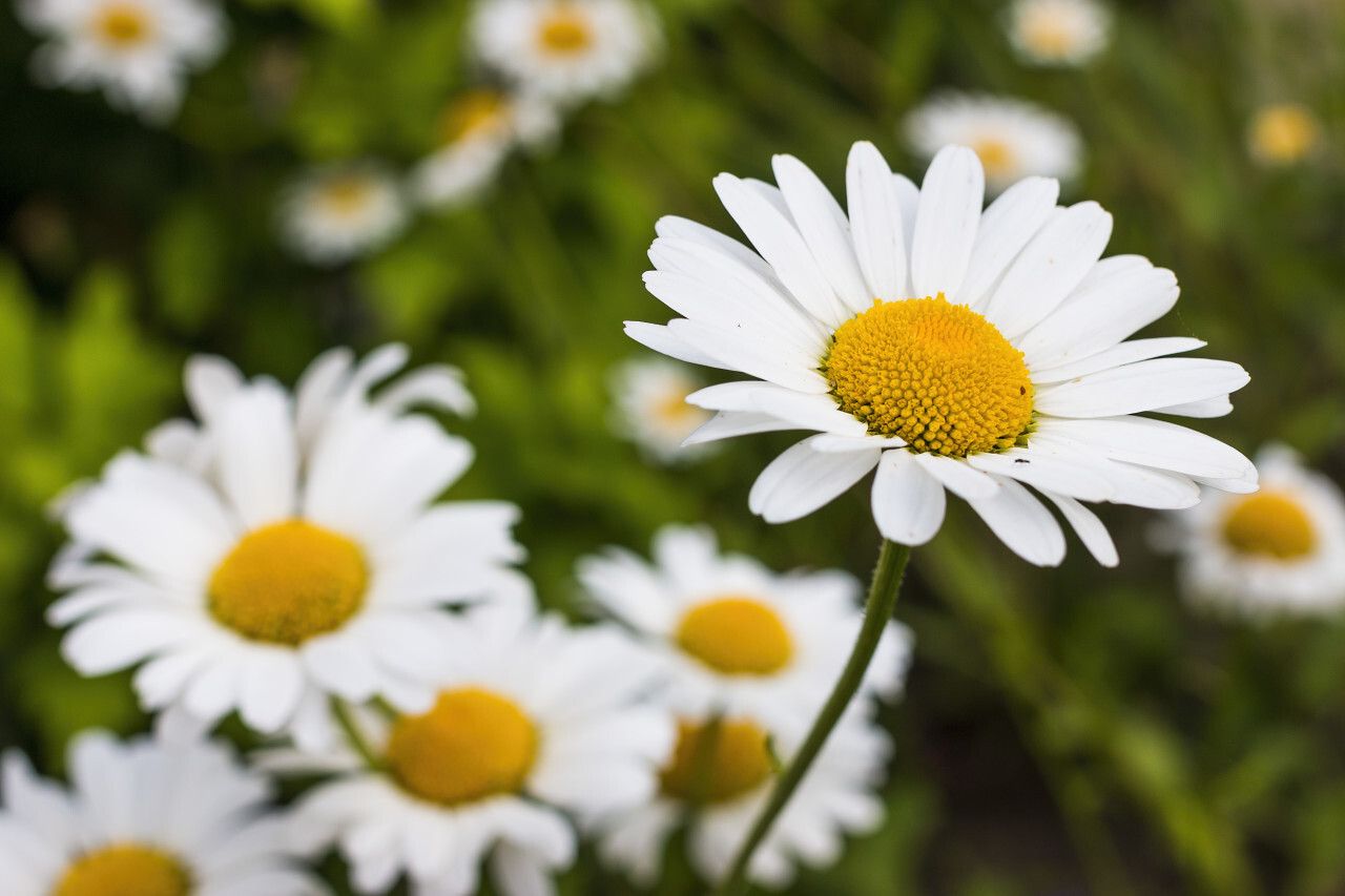 marguerites flowers in summer