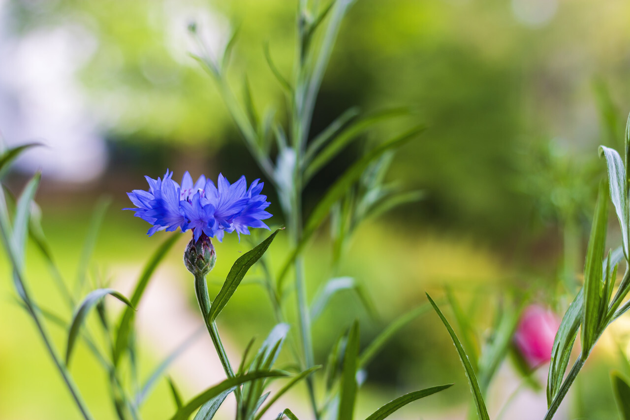 blue cornflower on a white flower meadow