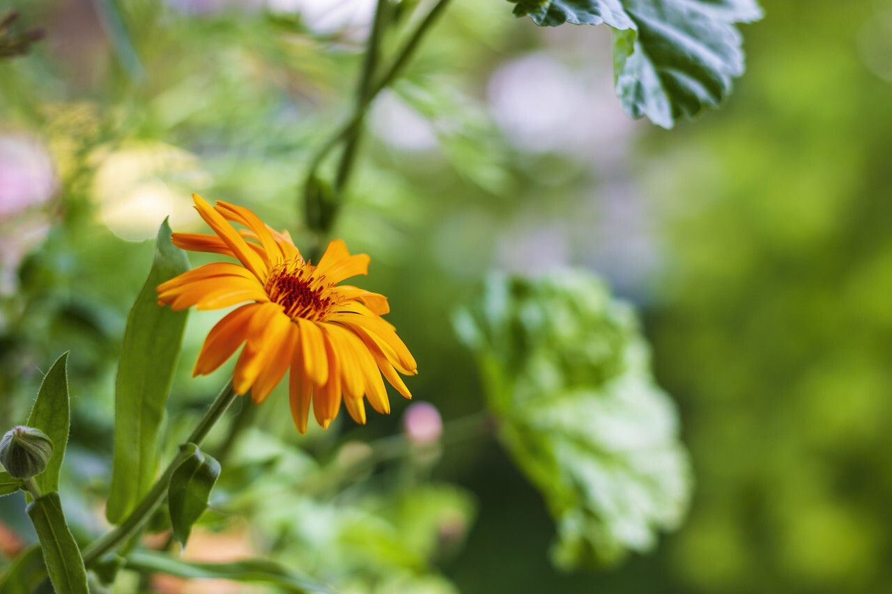 orange yellow beautiful blooming daisy flower in spring