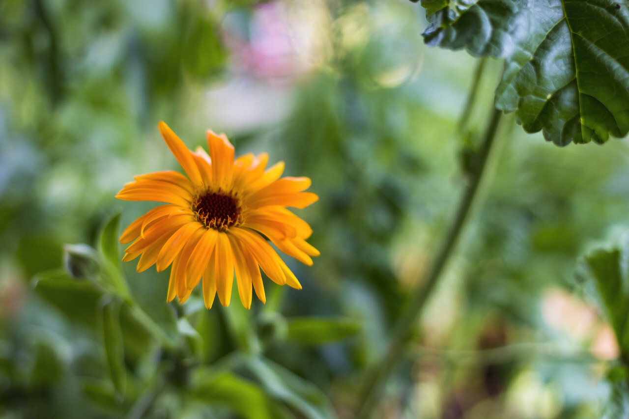 orange yellow beautiful blooming daisy flower in spring