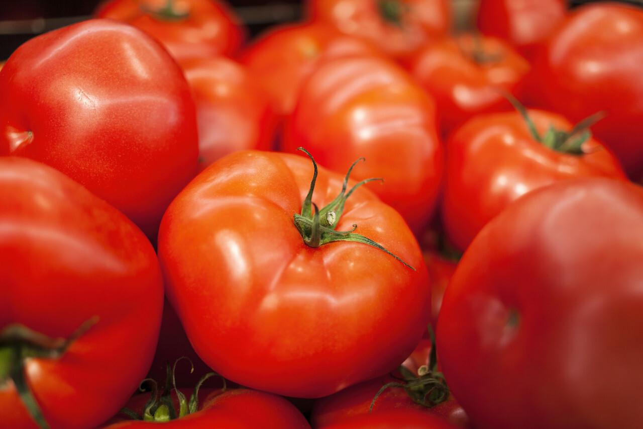 fresh ripe tomatoes