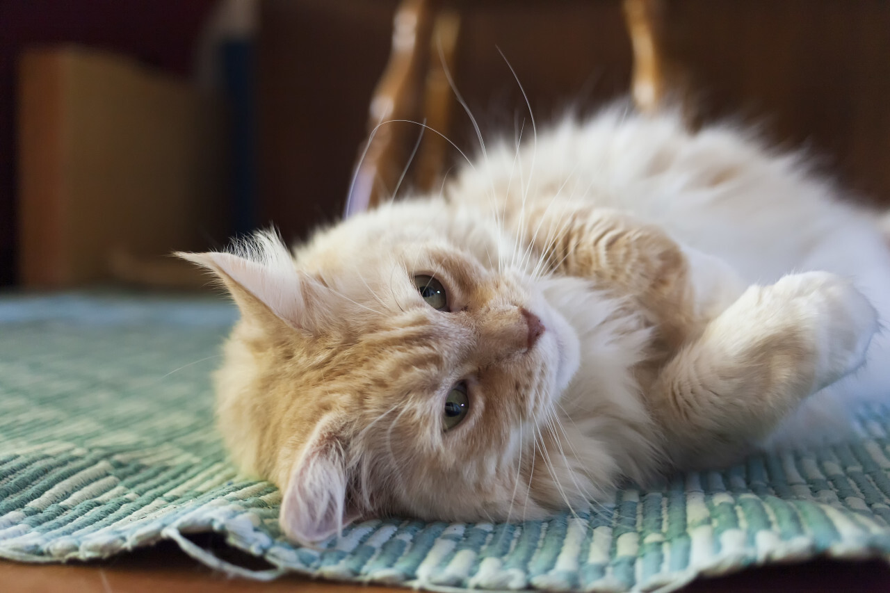 Maine Coon Cat lying on the floor