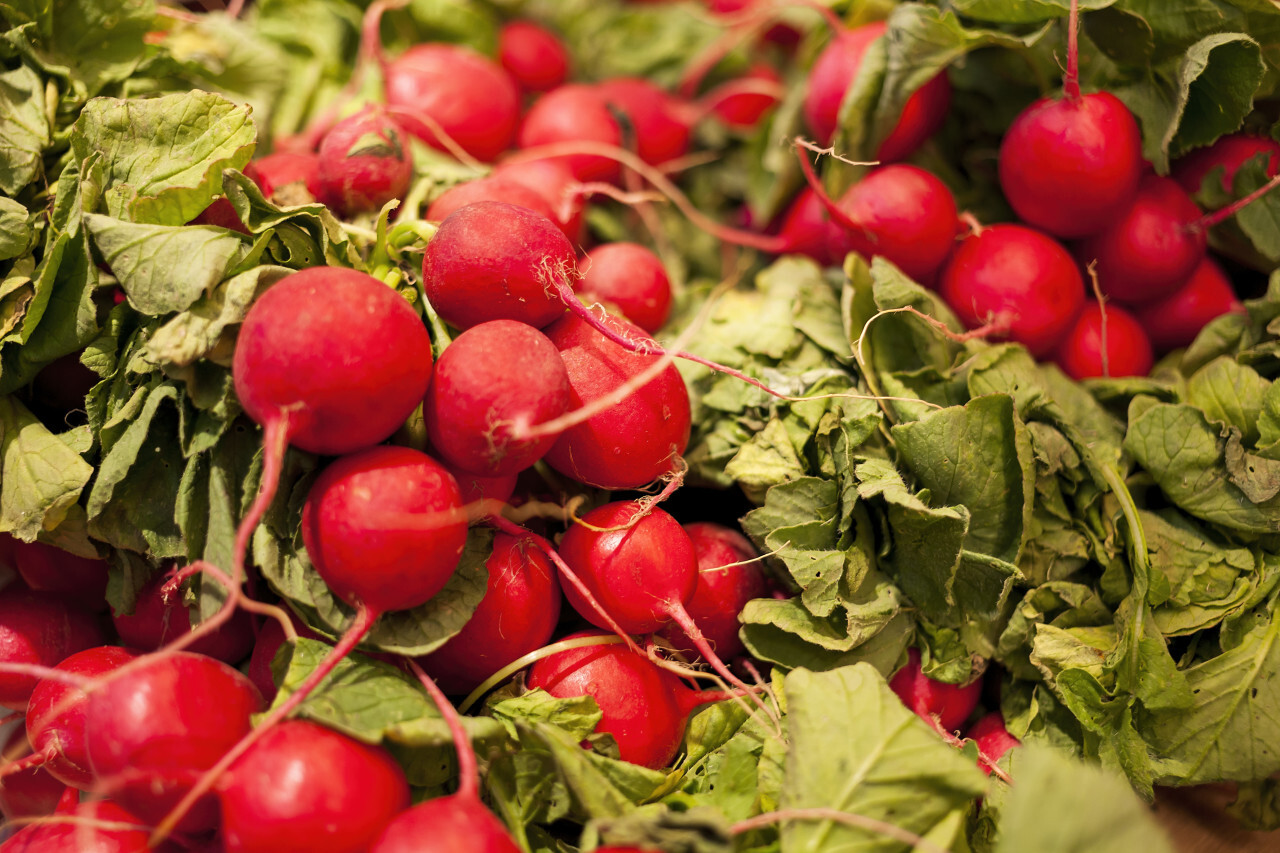 fresh red radish from the market background