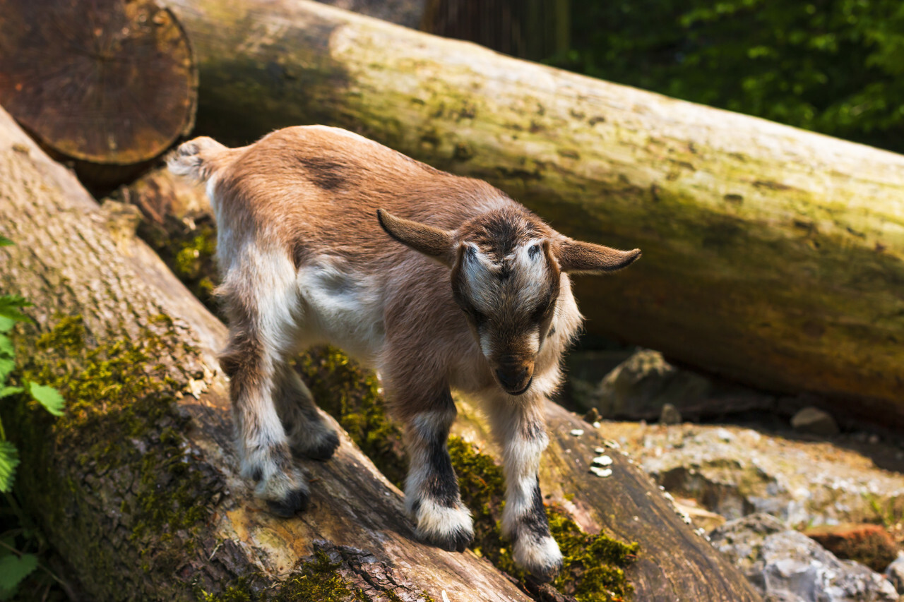climbing goat baby