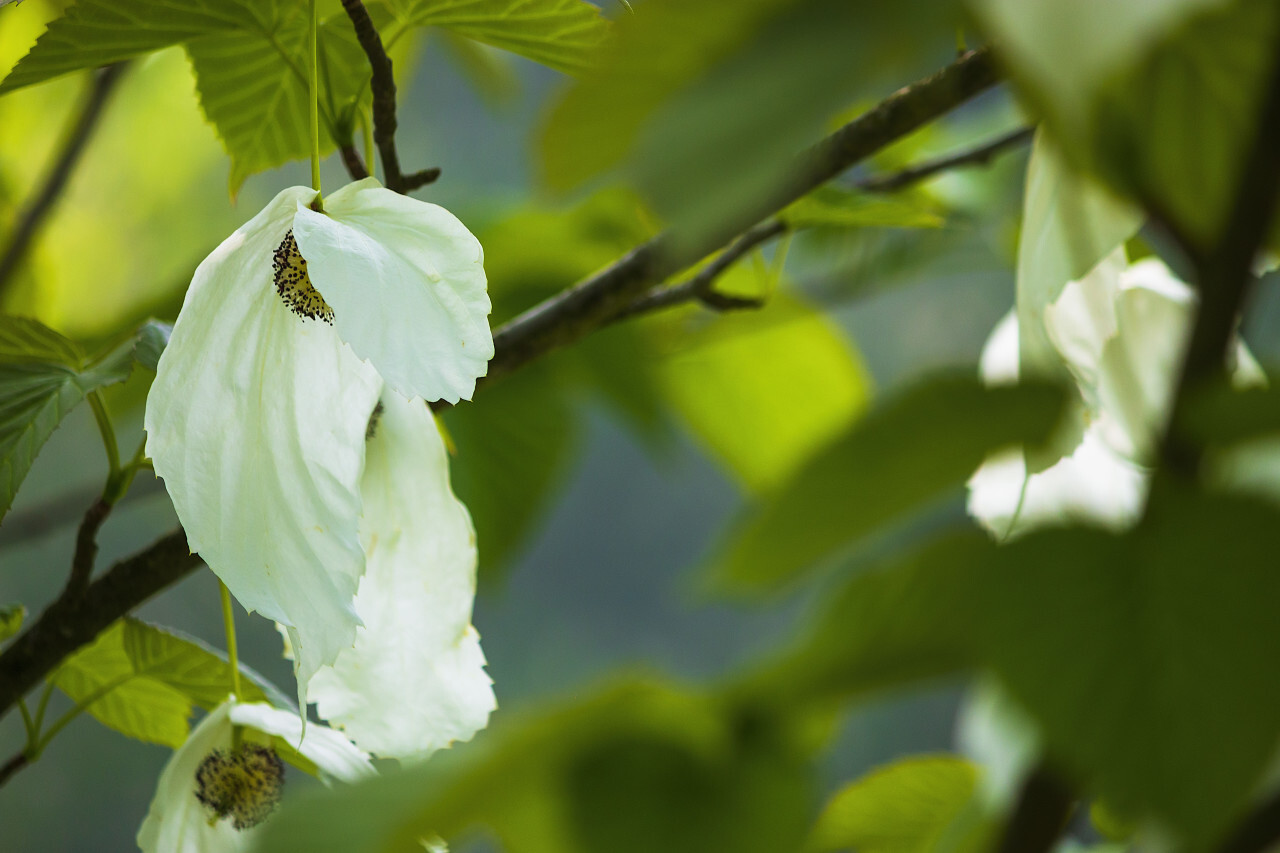 Davidia involucrata or handkerchief, dove-tree, ghost tree, with flowers