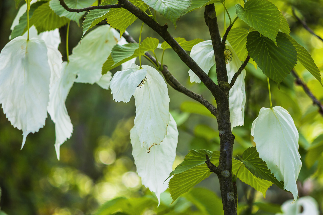Davidia involucrata or handkerchief, dove-tree, ghost tree, with flowers