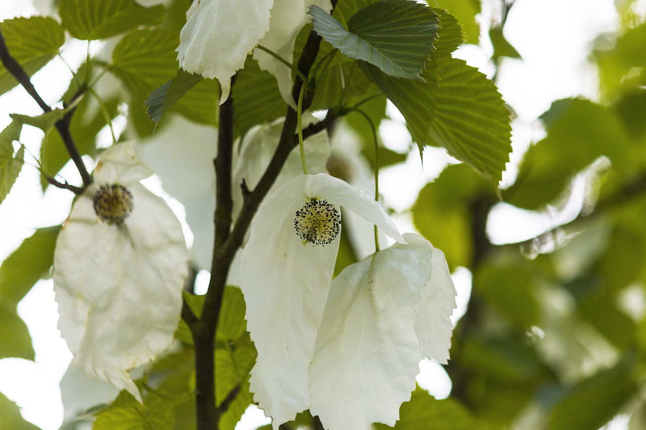 Davidia involucrata or handkerchief, dove-tree, ghost tree, with flowers