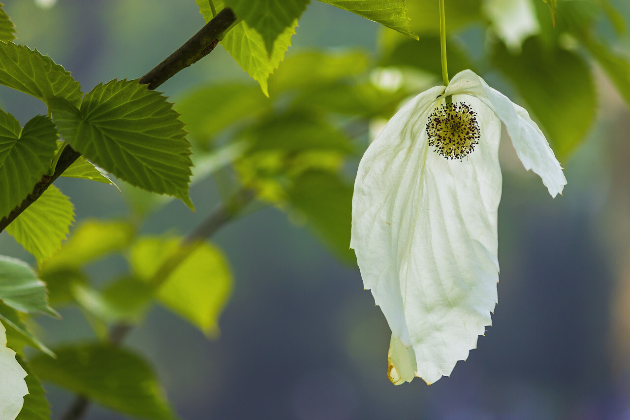 Davidia involucrata or handkerchief, dove-tree, ghost tree, with flowers
