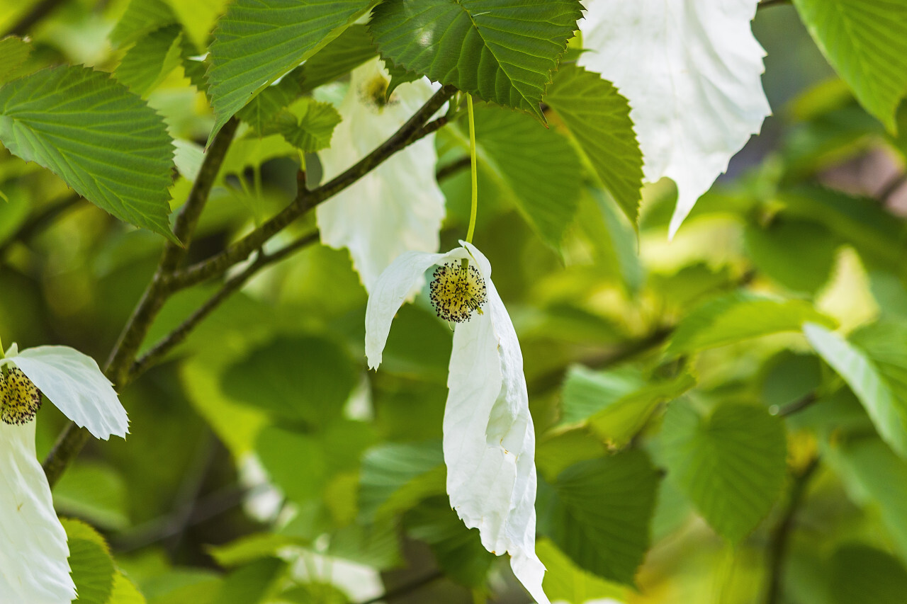 Davidia involucrata or handkerchief, dove-tree, ghost tree, with flowers