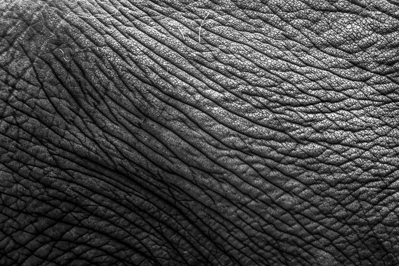 Gray Elephant Skin Texture Background