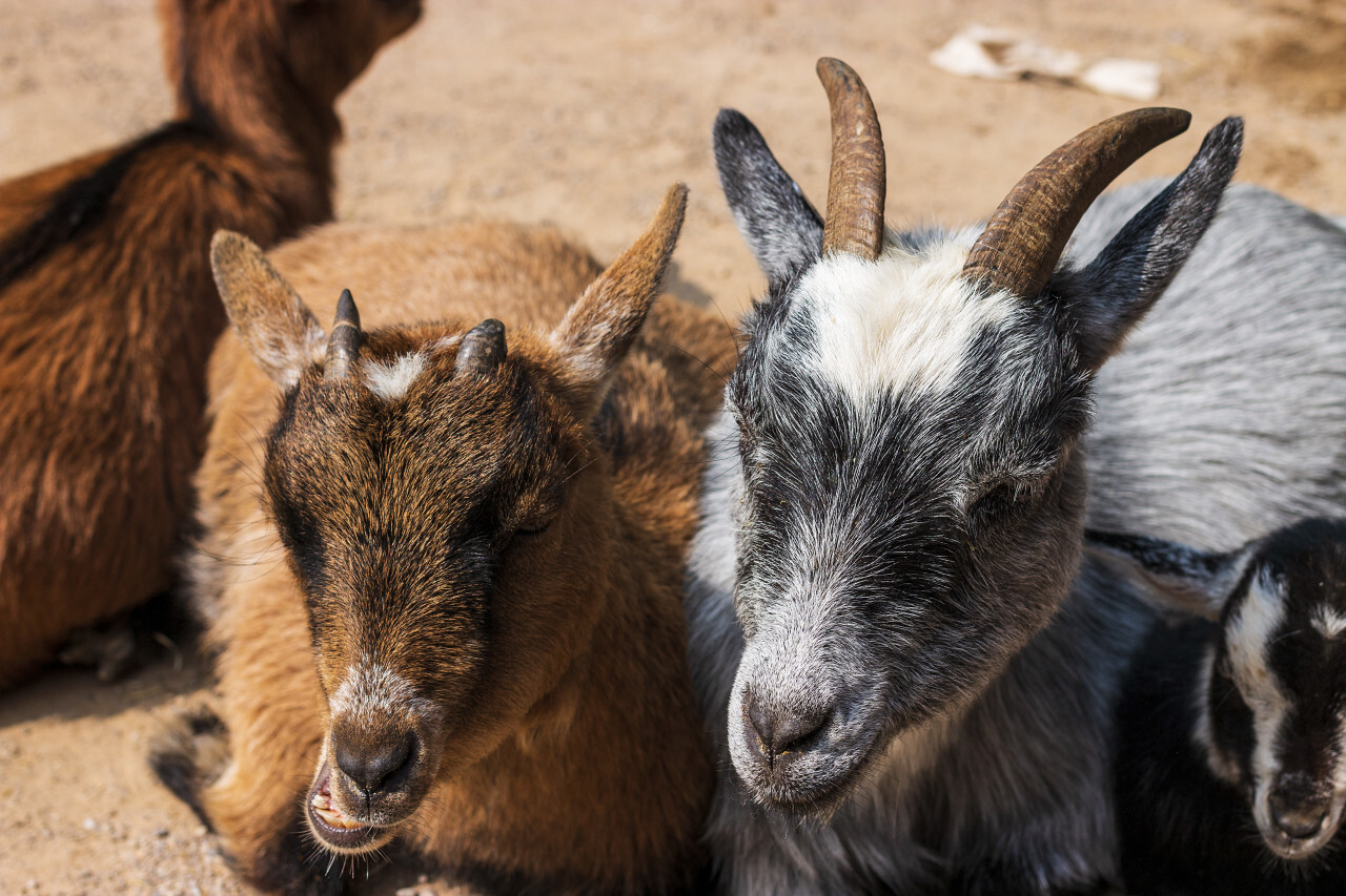 cute goat family portrait