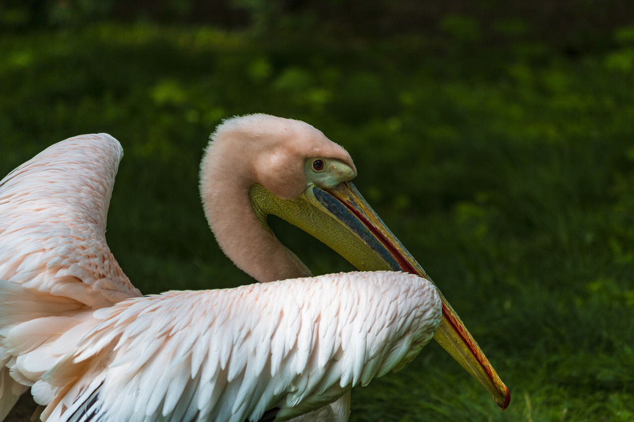pink pelican portrait