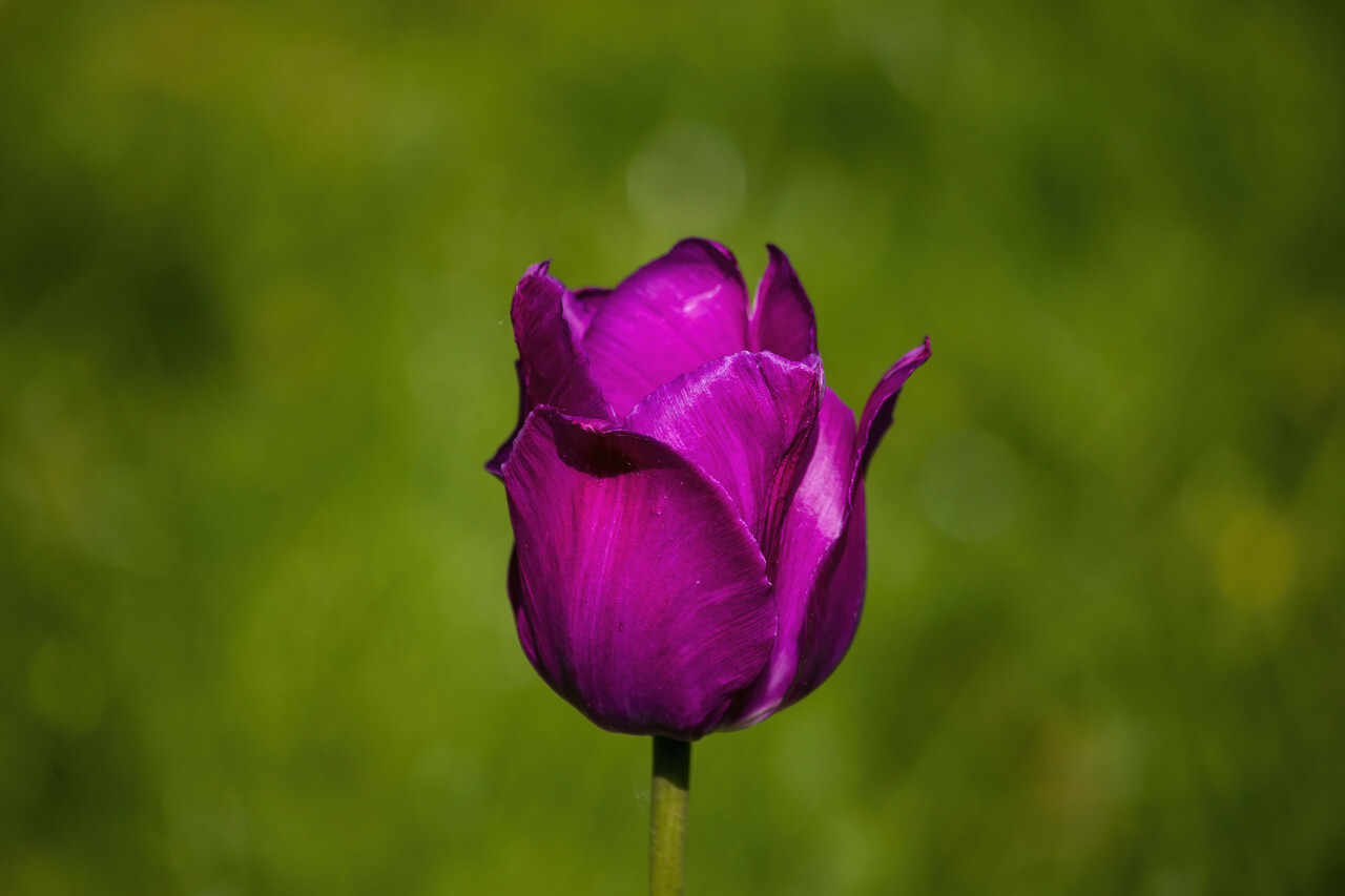 purple tulip