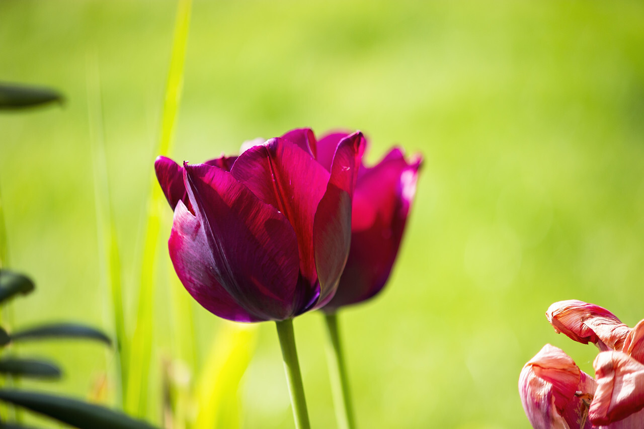 beautiful wine-red tulips close-up in summer