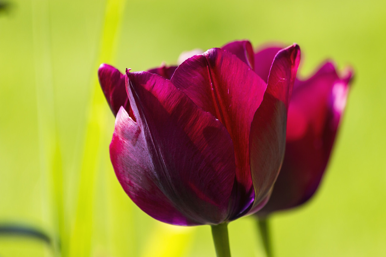 wine red tulips close up