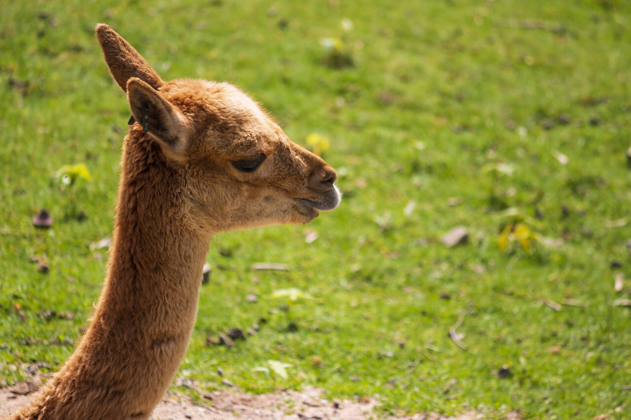 Alpaca portrait on beautiful green bokeh background