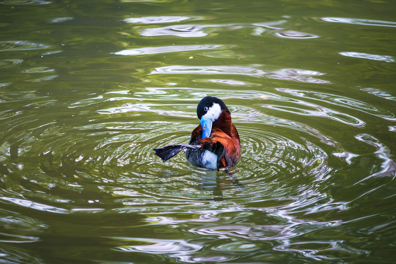 Ruddy Duck Oxyura jamaicensis