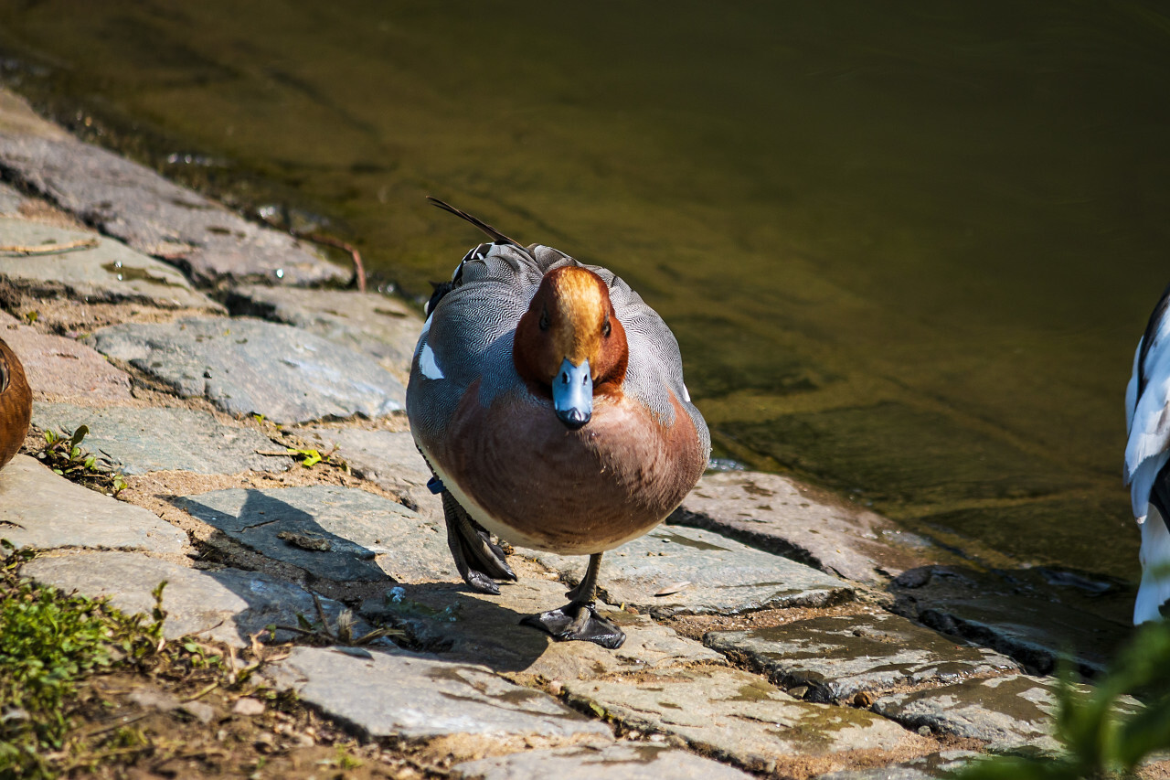 Ruddy Duck Oxyura jamaicensis