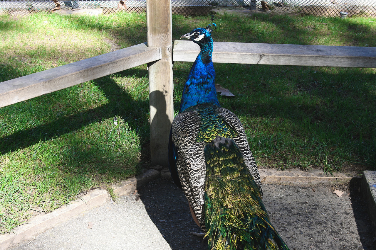 peacock