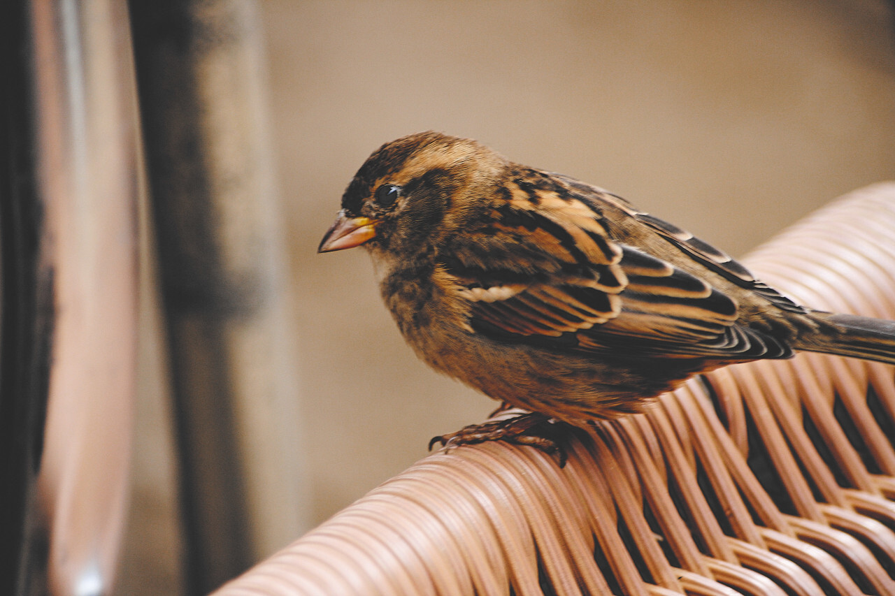 sparrow on chair