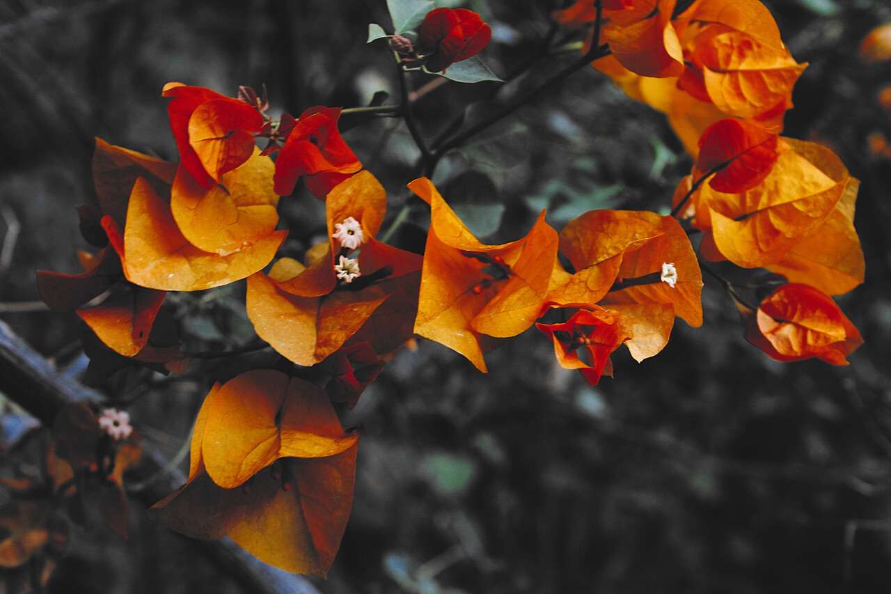 orange leafs