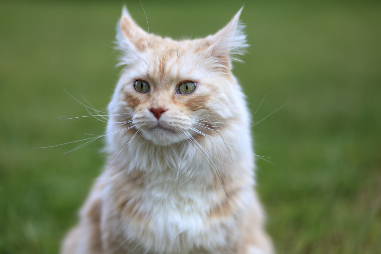 Portrait of a beautiful Maine Coon Cat