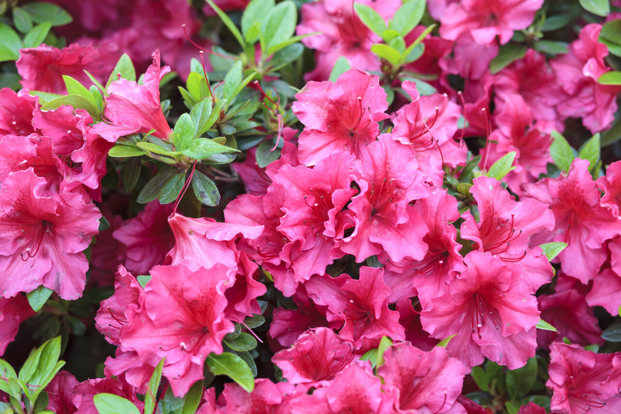 Pink rhododendron flower