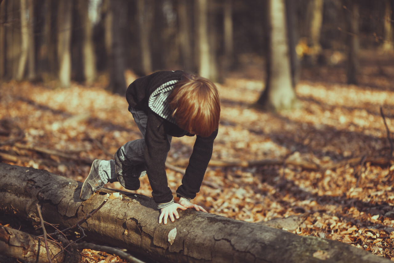 Little boy climbs a tree trunk in the forest