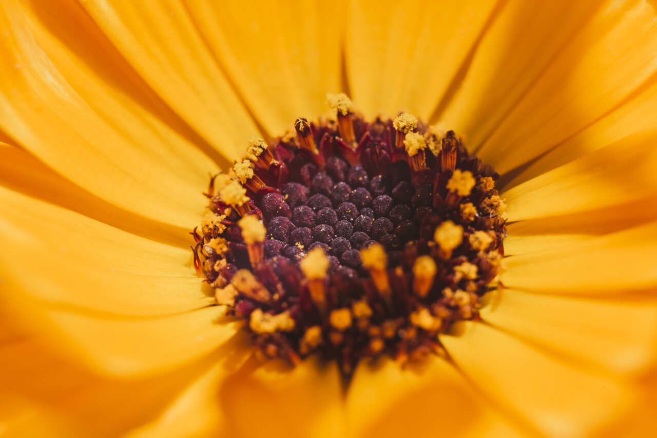 Rudbeckia fulgida Aiton, Orange coneflower close up