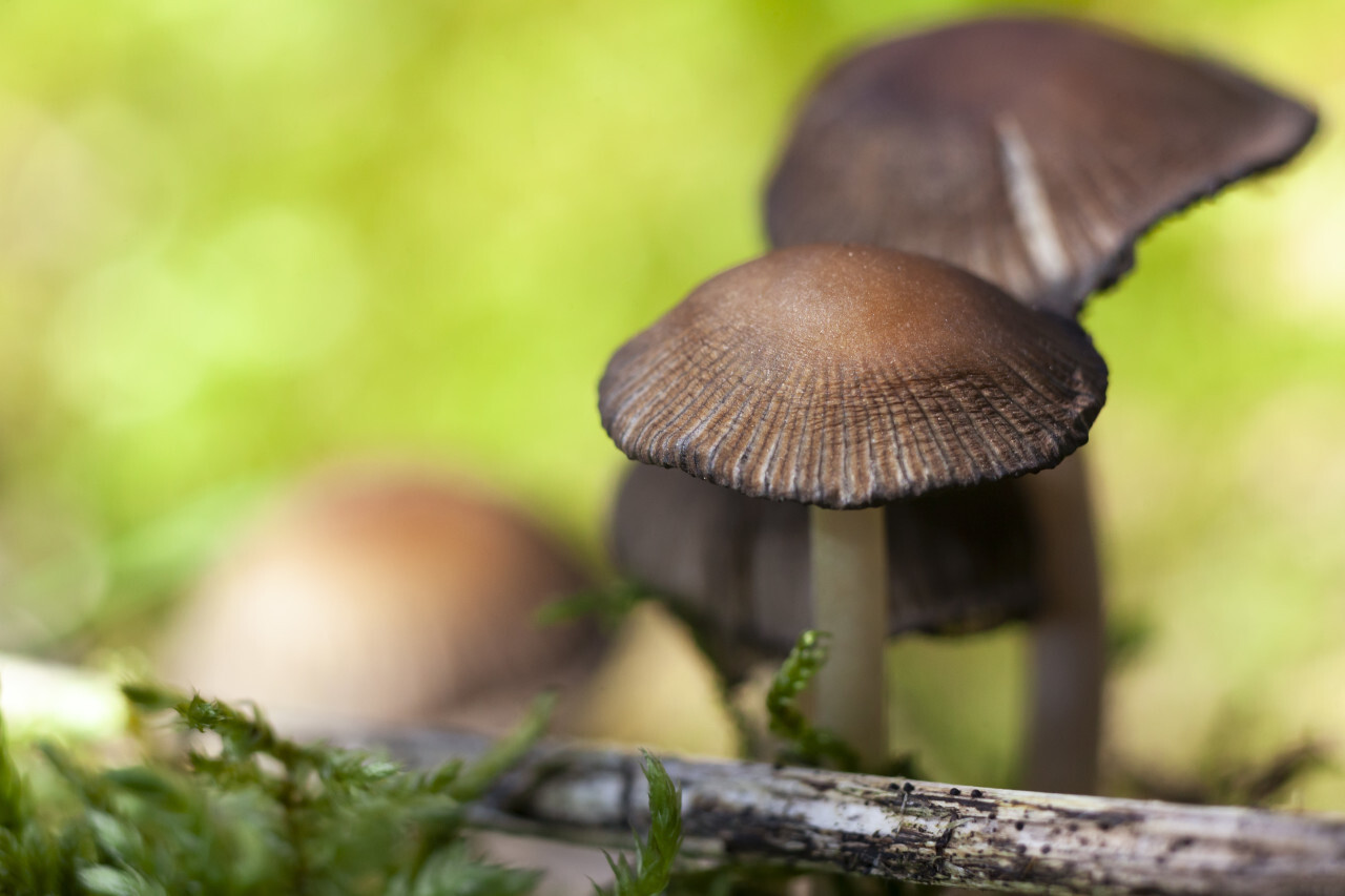 Forest mushrooms in the grass