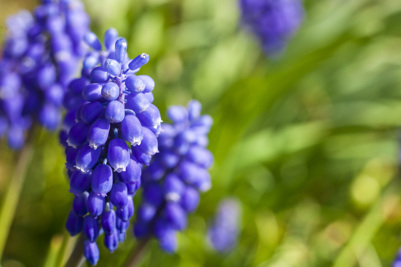 blue hyacinths flowers on green bokeh background