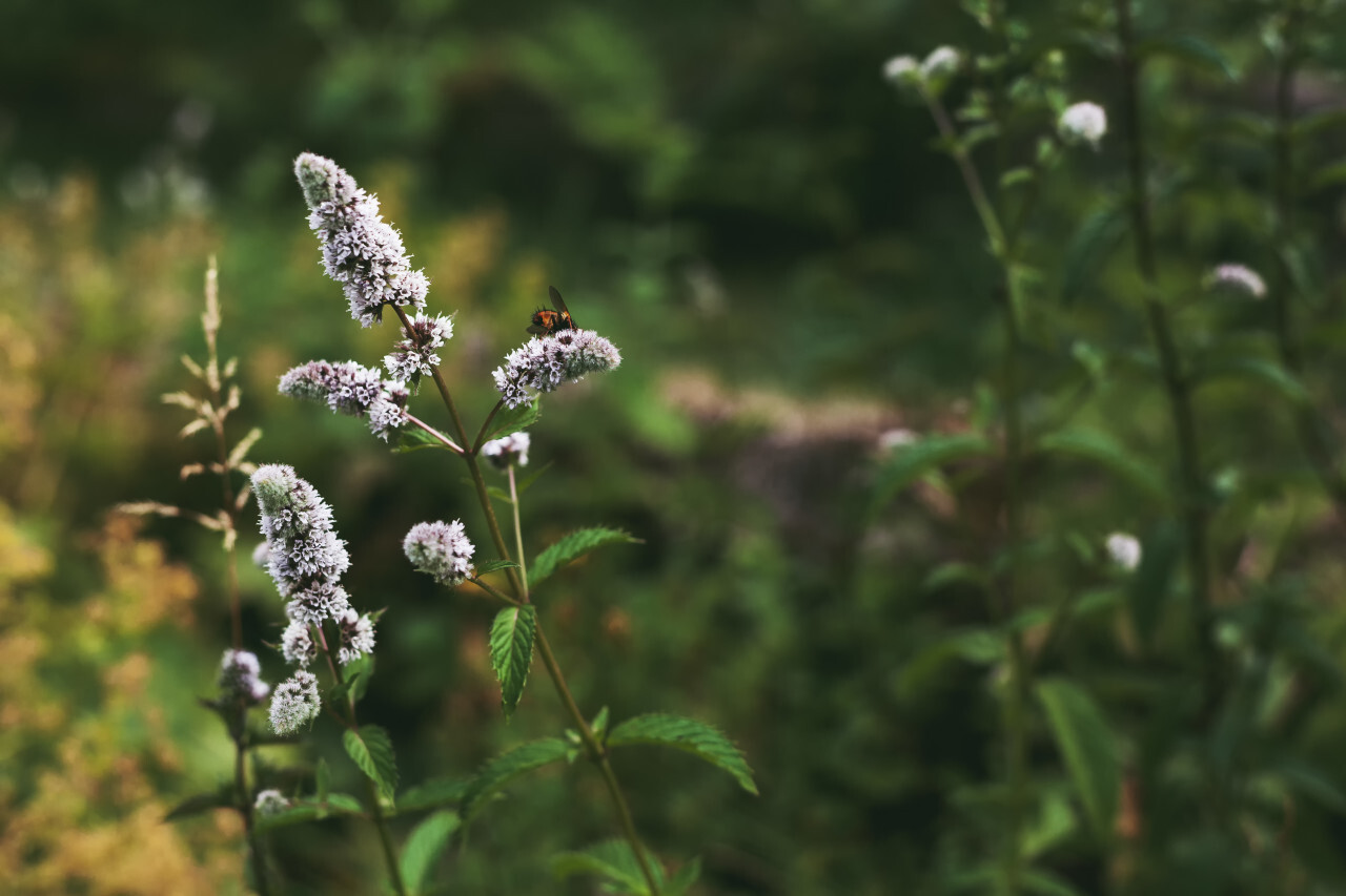 white flowering mint plant