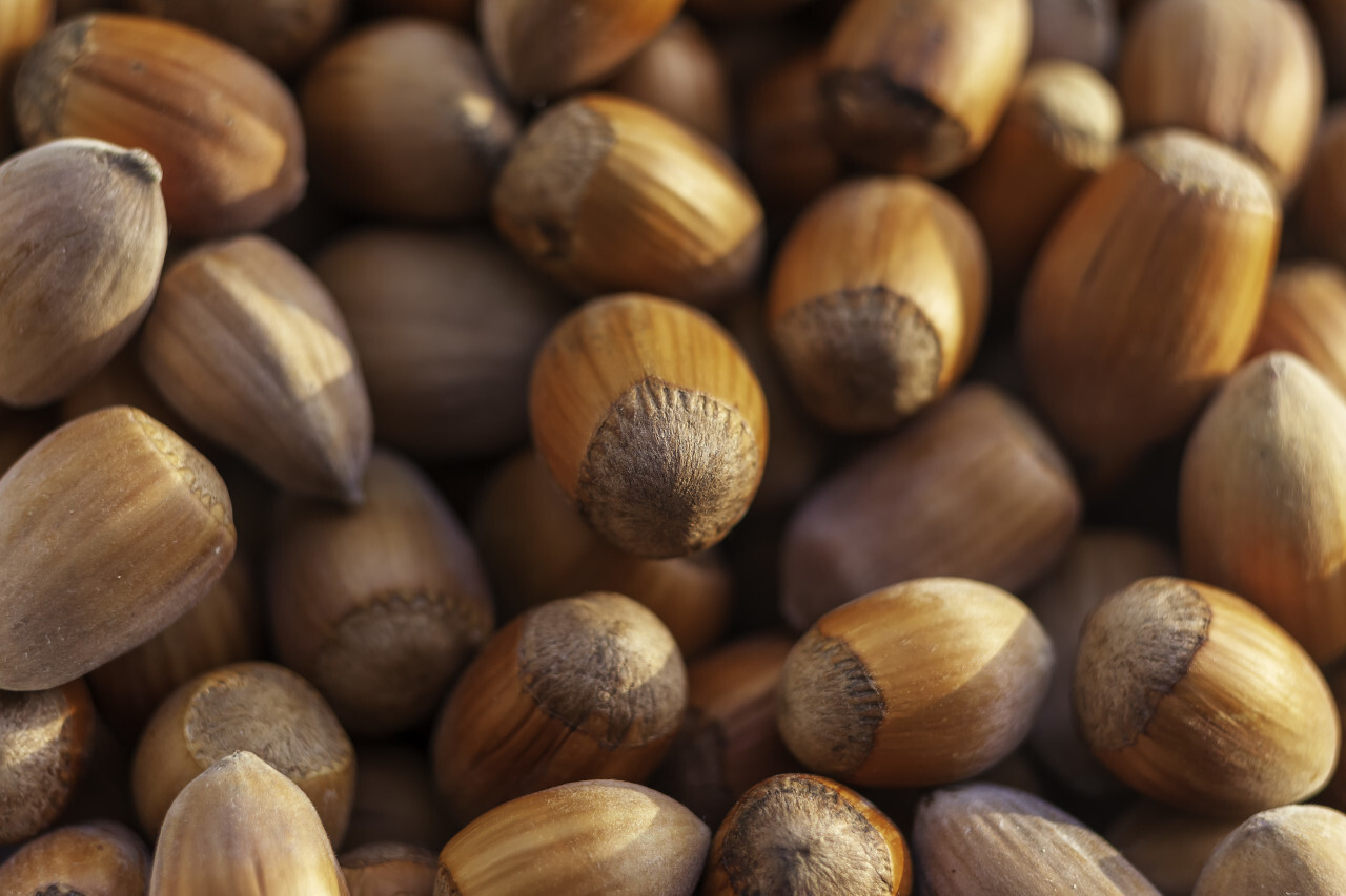 Dried Hazelnuts organic closeup background